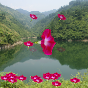 红歌300首,革命歌曲 China Red Songs-SocialPeta
