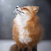 Fox Wallpapers HD-SocialPeta