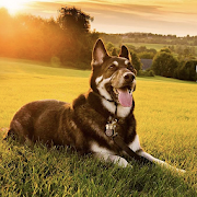 Dog Wallpapers HD-SocialPeta