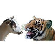 Bagh-Bakri (Tiger-Goat)-SocialPeta
