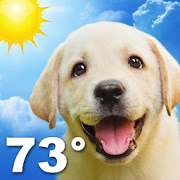 Weather Puppy-SocialPeta