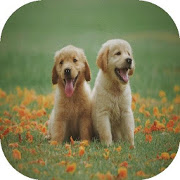 Dog HD 4K Wallpaper-SocialPeta