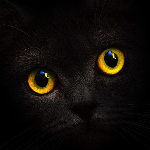 Blackcatcard-SocialPeta