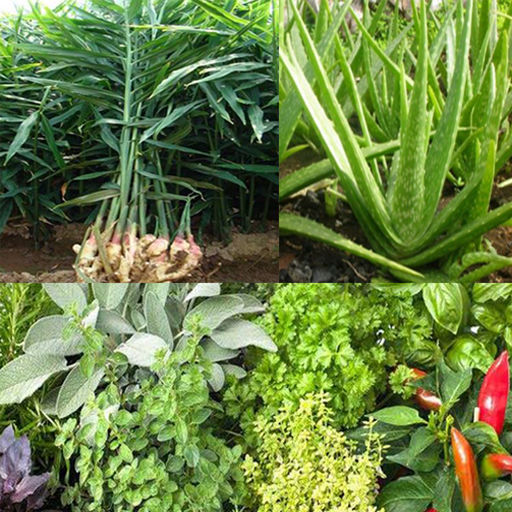 Medicinal plants for health-SocialPeta