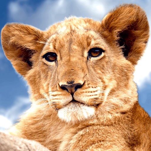 Animal Sounds & Noises 4 Kids-SocialPeta